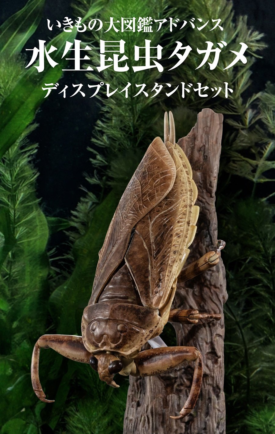 オンライン版 いきもの大図鑑アドバンス 水生昆虫タガメ ライト