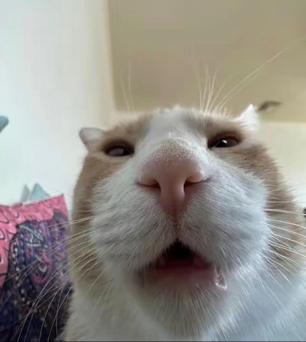 Punch Cat tweet media