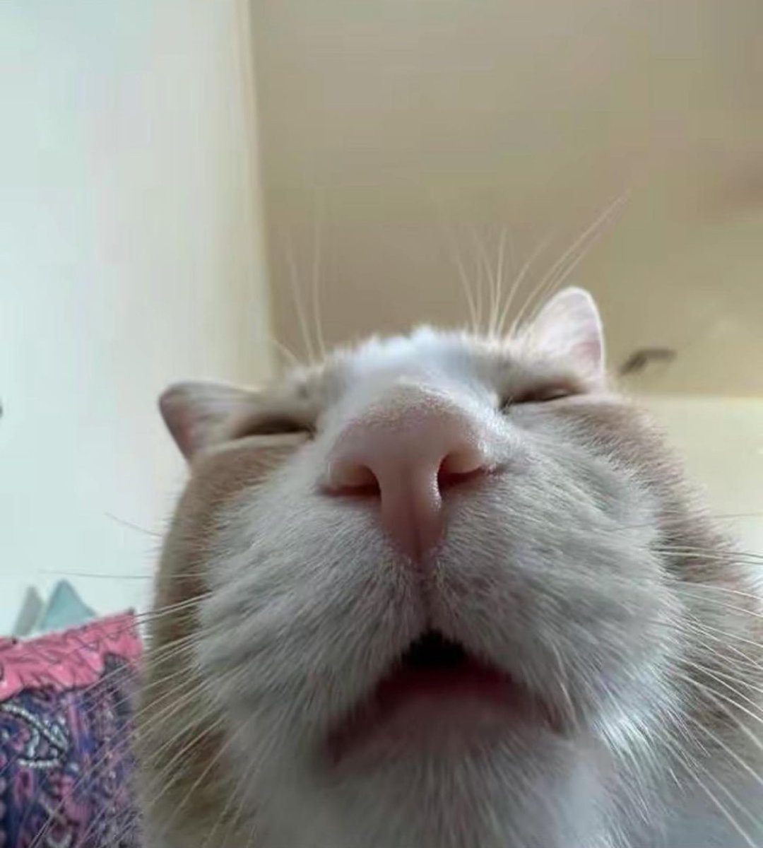 Punch Cat tweet media