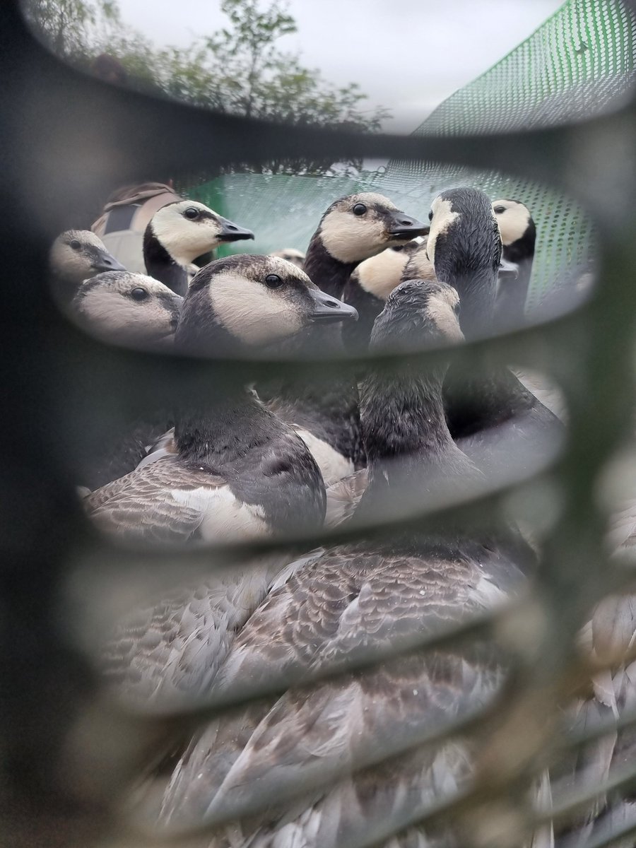 Waterbird Colour-marking Group tweet media