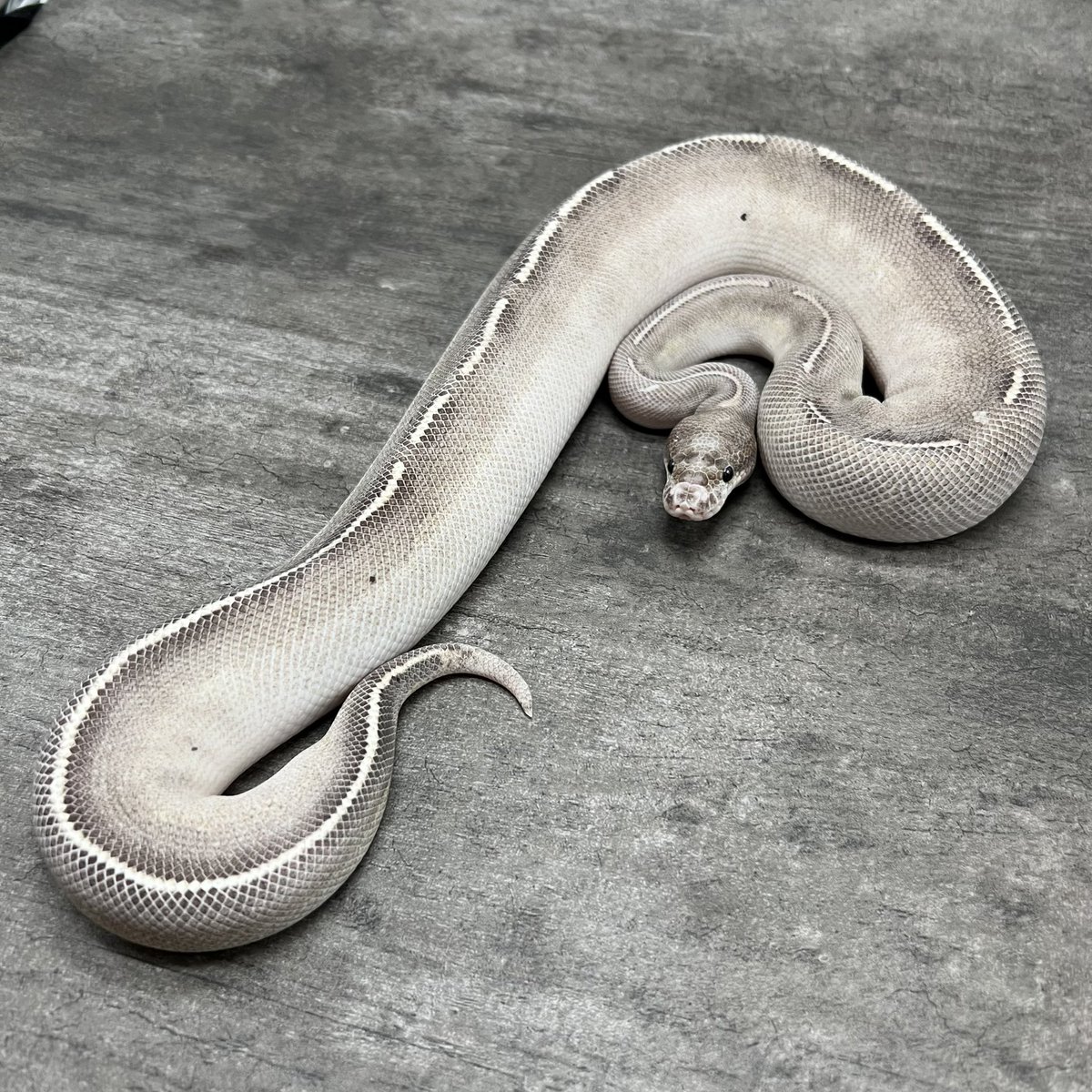 ムラタのボールパイソンモルフ解説】🐥 本日はCinnamon🍪 黒系モルフが