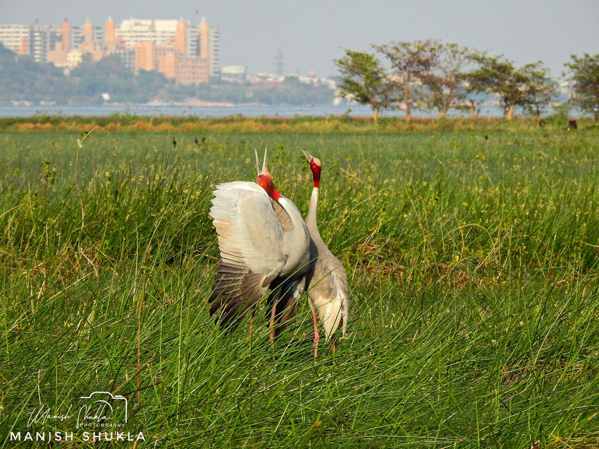 Manish Shukla tweet media