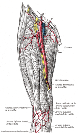 Terapia Manual UE tweet media