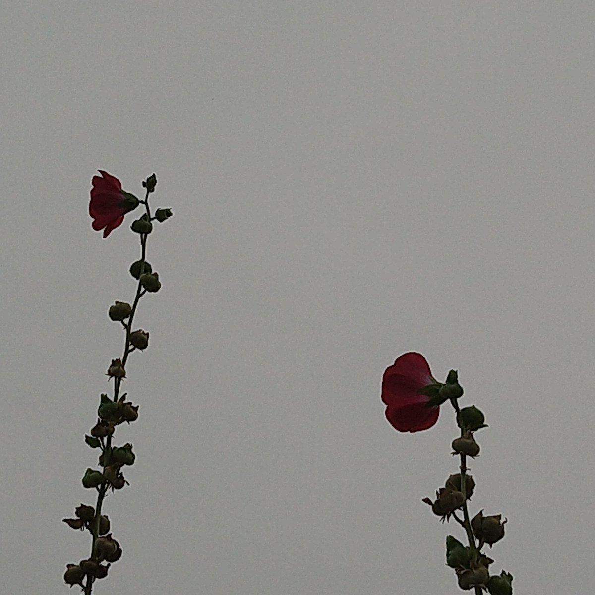 18日梅雨明けか