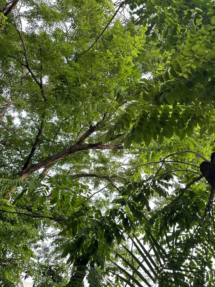 love taking photos of trees and feeling like hirayama from perfect days