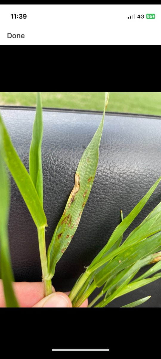 Maximus CL Barley Z22-Z24 
Had Systiva on the seed. Already seeing signs of disease???