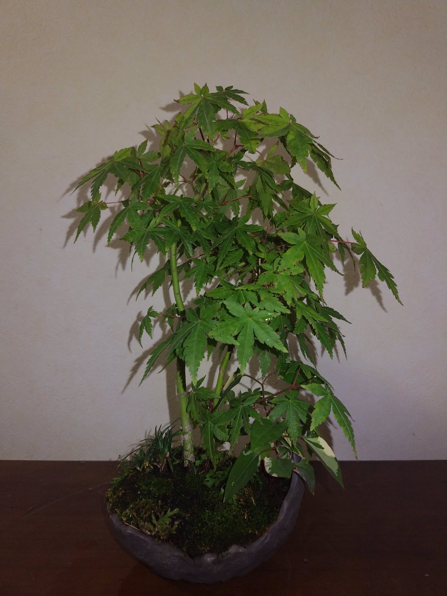 盆蔵~ぼんくら~ tweet media