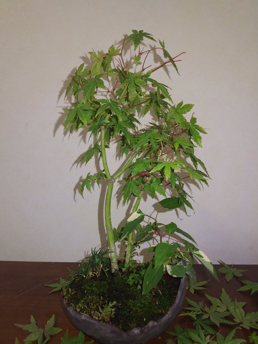 盆蔵~ぼんくら~ tweet media