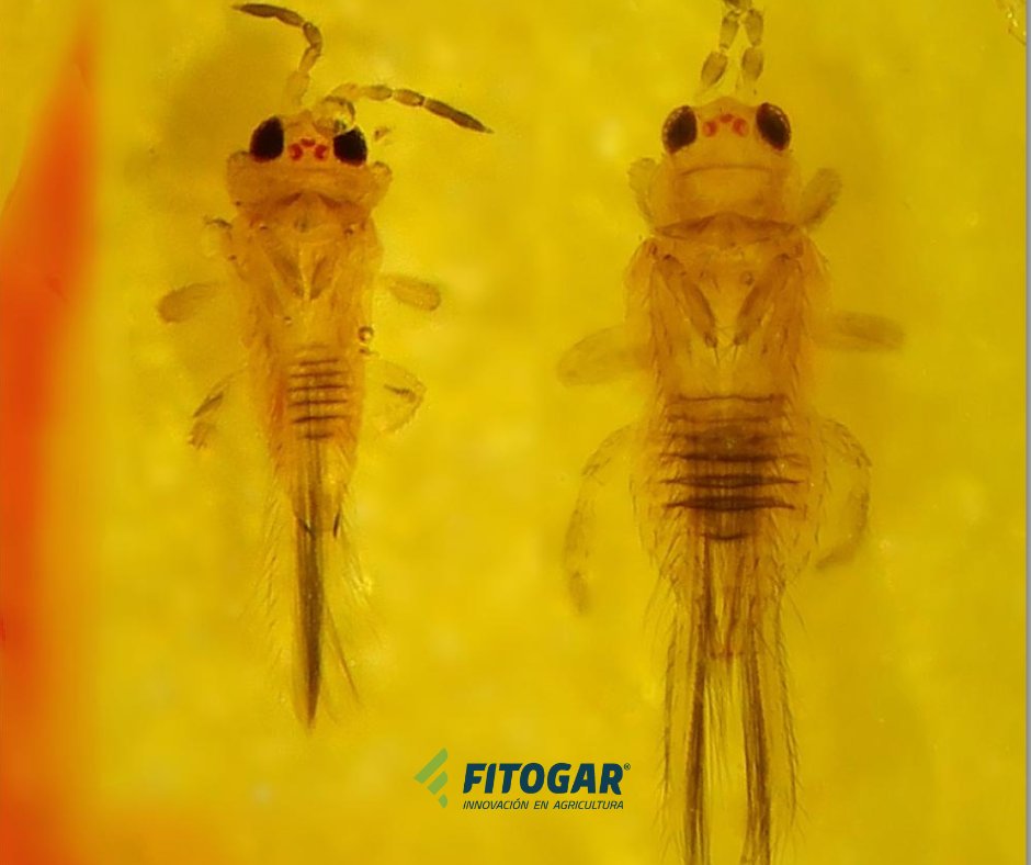 Fitogar_'s tweet photo. Hoy os hablamos del "Scirthothrips Aurantti Faure", plaga invasora que ha llegado a la C. Valenciana.

Una vez confirmada su presencia, se ha considerado conveniente elaborar algunas recomendaciones.

Como la información es muy amplia, si necesitas más datos, consúltanos. https://t.co/1e9F03NDVd