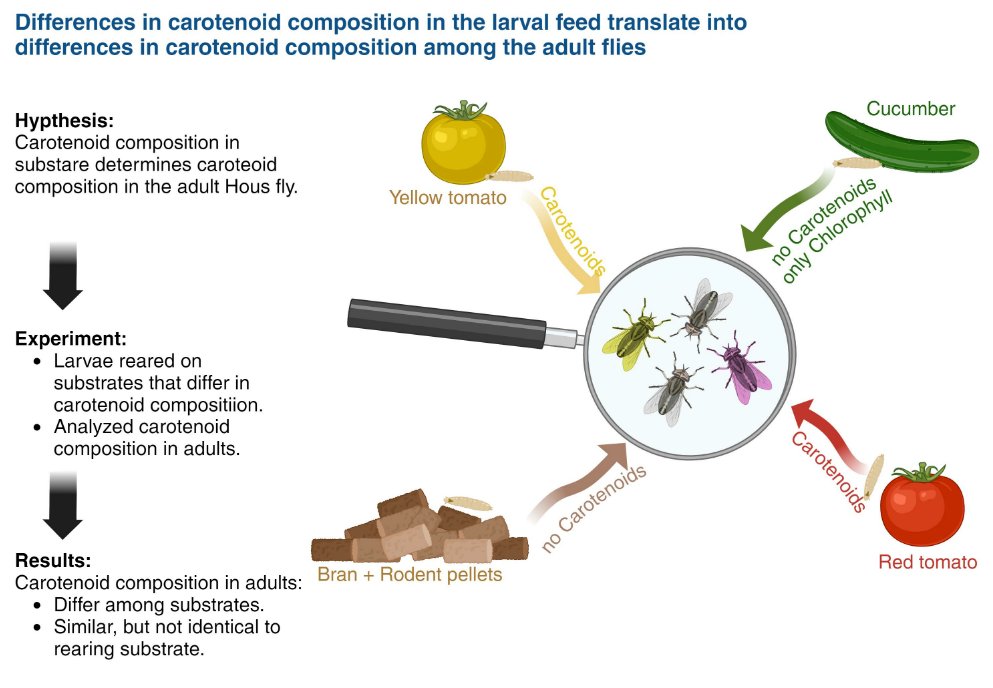 Insects_MDPI's tweet image. The Carotenoid Composition of Larvae Feed Is Reflected in Adult House Fly (Musca domestica) Body
👉Access the paper: mdpi.com/2075-4450/15/7…
#mdpiinsects #HouseFly