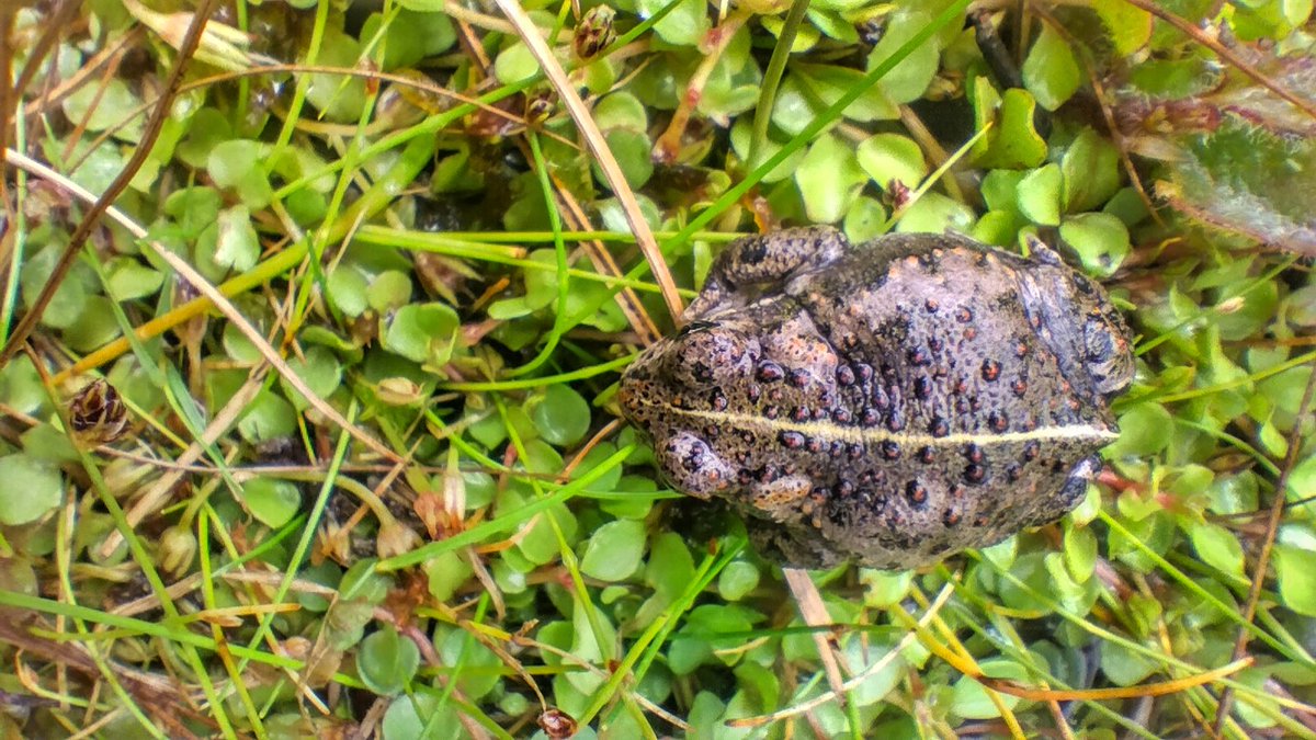 Rugstreeppad op een bedje van teer guichelheil. Klinkt als een goed gerecht. Dus dat moet dan maar op de natuur menukaart van #Terschelling #rugstreeppad #flora