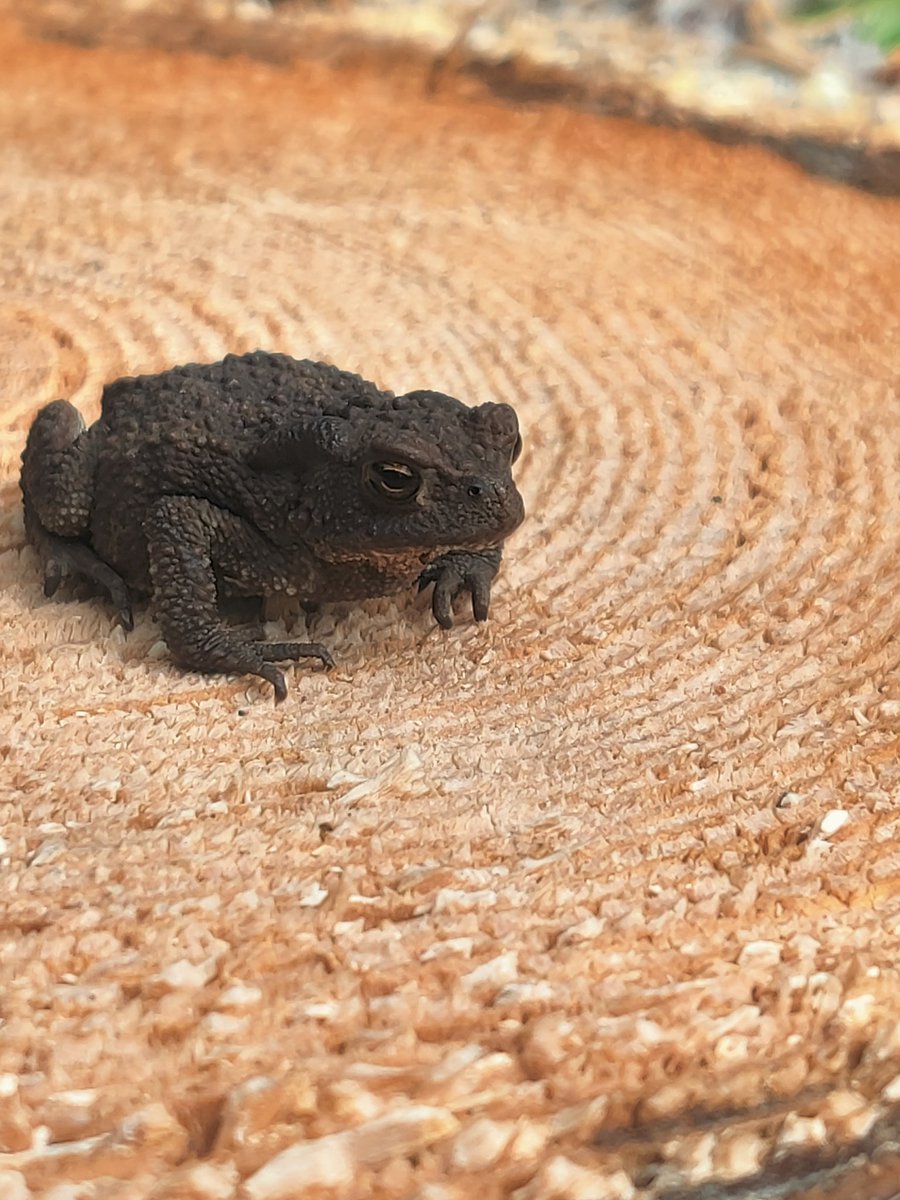 Päivän sävy on tänään tumma: mustikat värjäävät suun mustaksi, synkät pilvet taivaalla, rupisammakko kannolla. Kauneutensa kuitenkin kaikessa, mieli lepää. Iloa päivääsi! 🐸 ☁️🫐