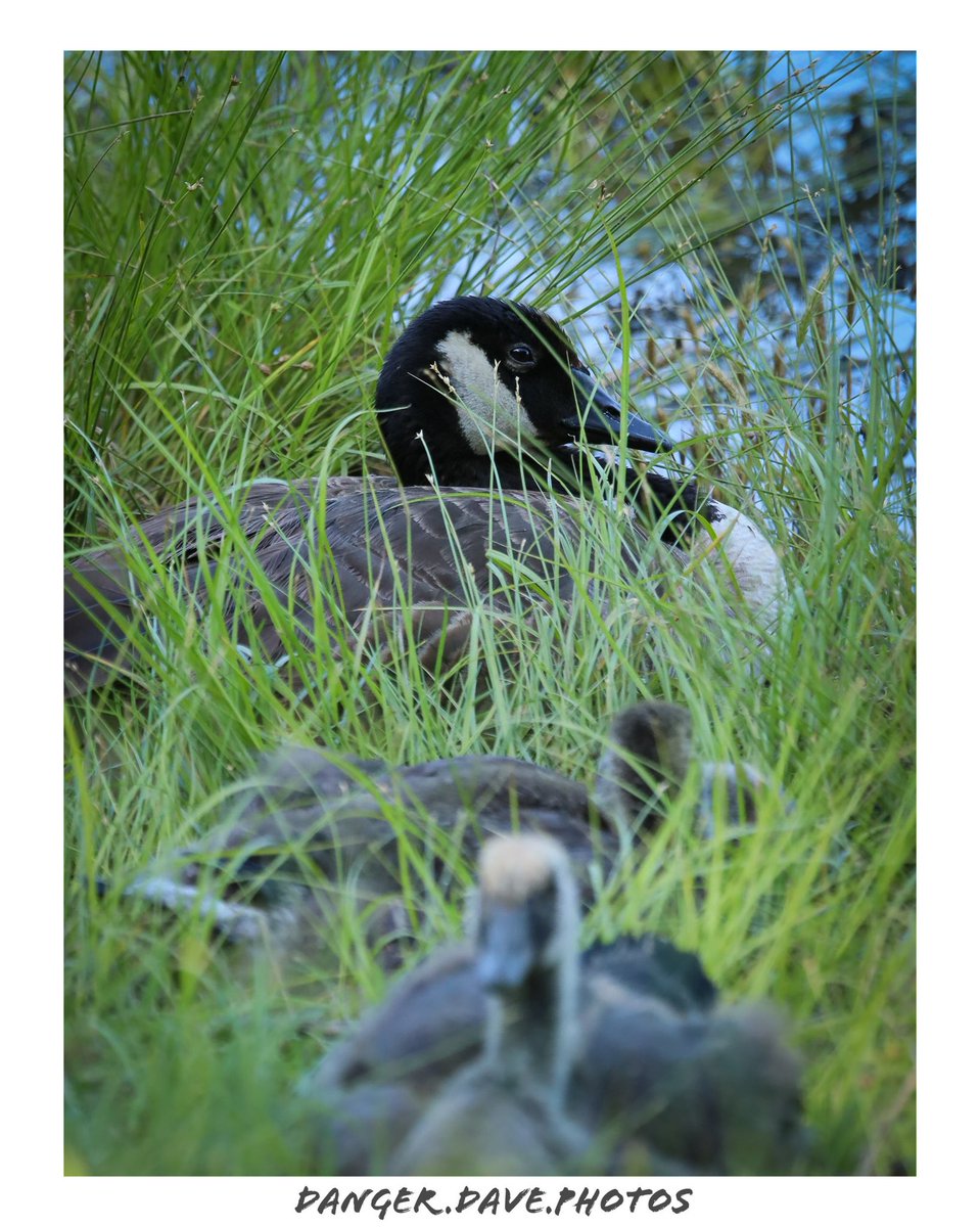 DangerDavePhoto's tweet photo. Canadian Goose and babies, more forgotten photos. Homers Pond Junction City KS.
📸🪿🍼

#goose #babygeese #geese #kansas #topeka #topekakansas #topekaks #topekaproud #photography #photographer #teamcanon #canonphotography #nature #naturephotography https://t.co/92KsapNqk9