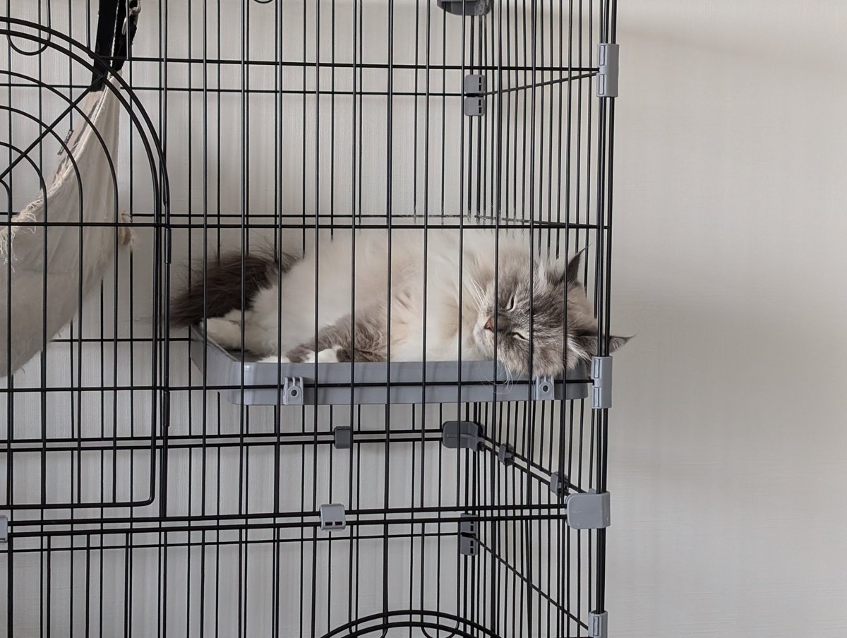 bastet_camera's tweet photo. 他の猫ちゃんが使ってるケージにわざわざ入って、くつろぐ猫ちゃん😂 https://t.co/fqsC0Soa7n