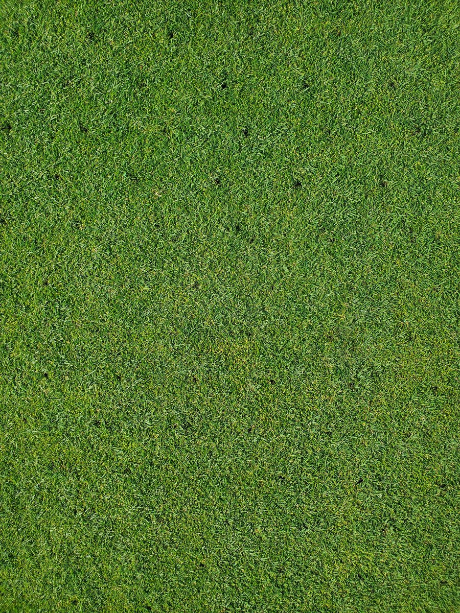 MedallionSuper's tweet photo. Topdress, needle tine and a roll yesterday and then .5" of liquid gold last night to help the cause. https://t.co/GDju22DnQp