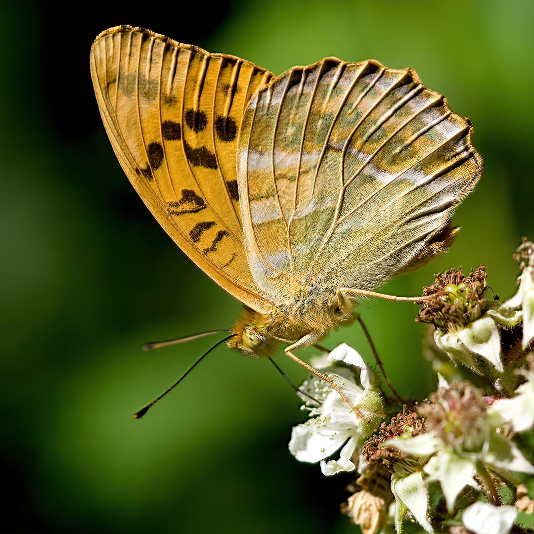 DavidAPlummer's tweet image. Those pale smudges under the hindwing give the silver-washed fritillary it's name. Obscure, subtle, but beautiful. We may get these on Saturday's Macro and Close-up Photography Workshop. DM to book