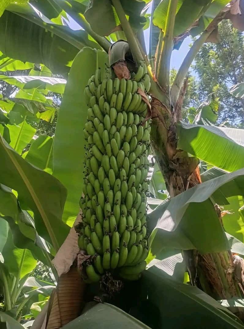 Elysee0fficial's tweet photo. Crop selection is critical for ensuring food security and improving livelihoods. Let's learn more about different crops and how to select the right ones for our region. #CropSelection #FoodSecurity https://t.co/HYmbHikrf0