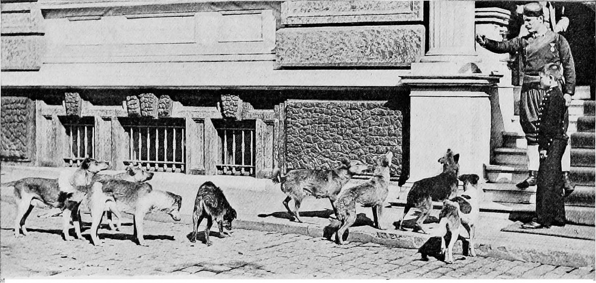 trcesi's tweet photo. Bu topraklarda (Osmanlı dönemi dahil) yüzyıllardır #SahipsizKöpekSorunu yaşatıldığını biliyor muydunuz? 
👇
Ekteki İstanbul görseli 1907 İngiltere basımlı "Köpek Kitabı" (the new book of the dog) adlı eserde bulunmaktadır. Kitapta söz edilen konular bugün ile birebir aynı!. +++ https://t.co/Qz4G9ky3wN