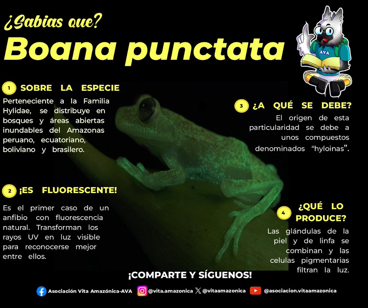 vitaamazonica's tweet image. 💡¡HOY EN APRENDE CON AVA! 🐸

¡Descubre la fascinante 𝘉𝘰𝘢𝘯𝘢 𝘱𝘶𝘯𝘤𝘵𝘢𝘵𝘢! 🐸✨
¿Sabías que es el primer anfibio conocido con fluorescencia natural? 🌟 Trans. ¡Un espectáculo natural único! 💚

#ConCiencia #Conservando  #Anfibios
