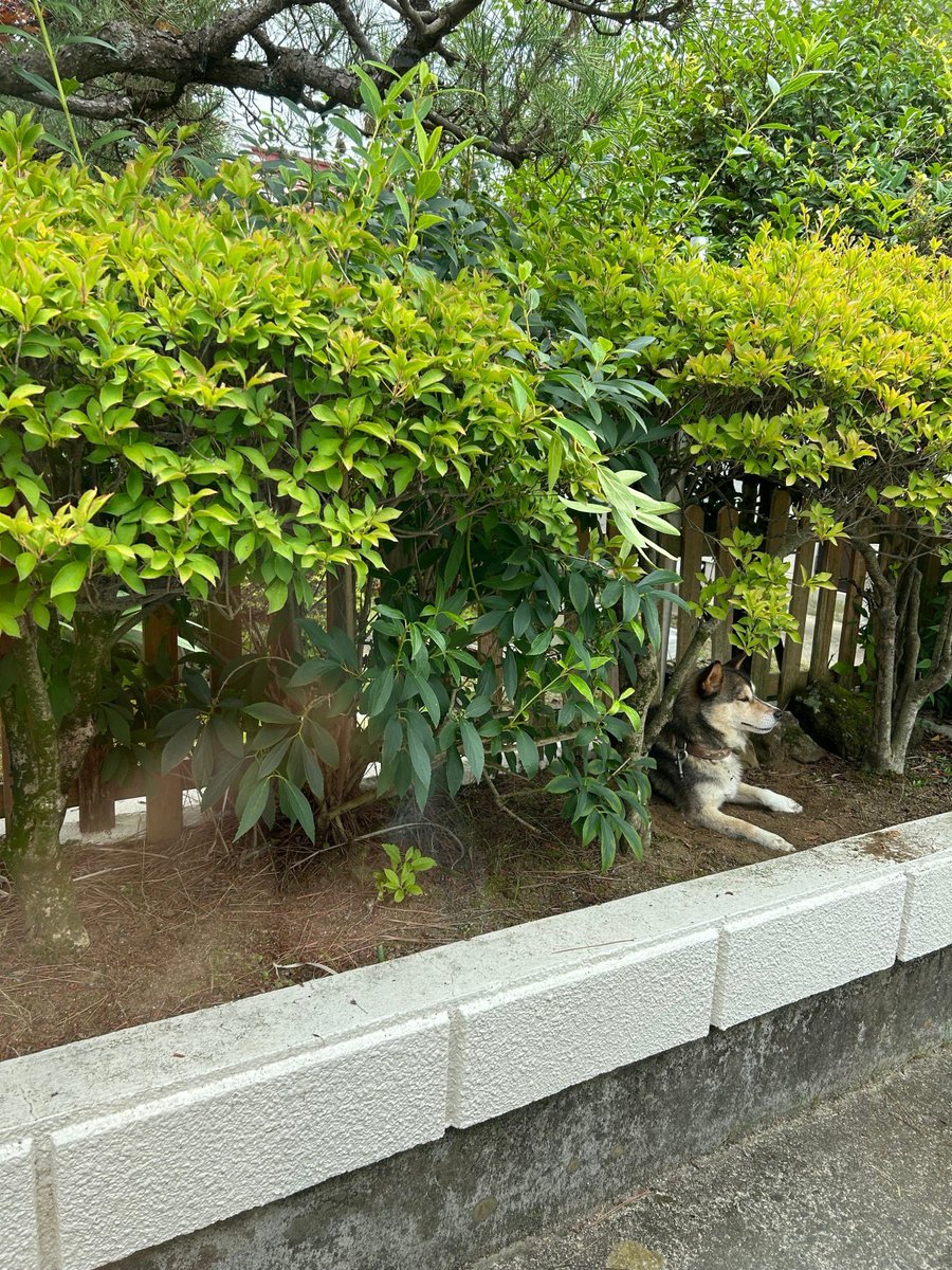 jp7hjc's tweet photo. 昨日から迷い犬が来てます。どなたか心あたりありませんか？ https://t.co/DzXc8590SH