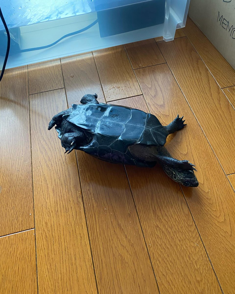 Macraprus's tweet photo. 枚目の2枚目は別の日に撮った写真ですが脱走しようしていた時のビフォーアフター😅
亀吉はなんでいつも脱走したがるのでしょうか…⁉️

#クサガメ #クサガメのいる暮らし #亀 #カメスタグラム #脱走 #tortoise #turtle #reevesturtle https://t.co/xOaiY1eISg