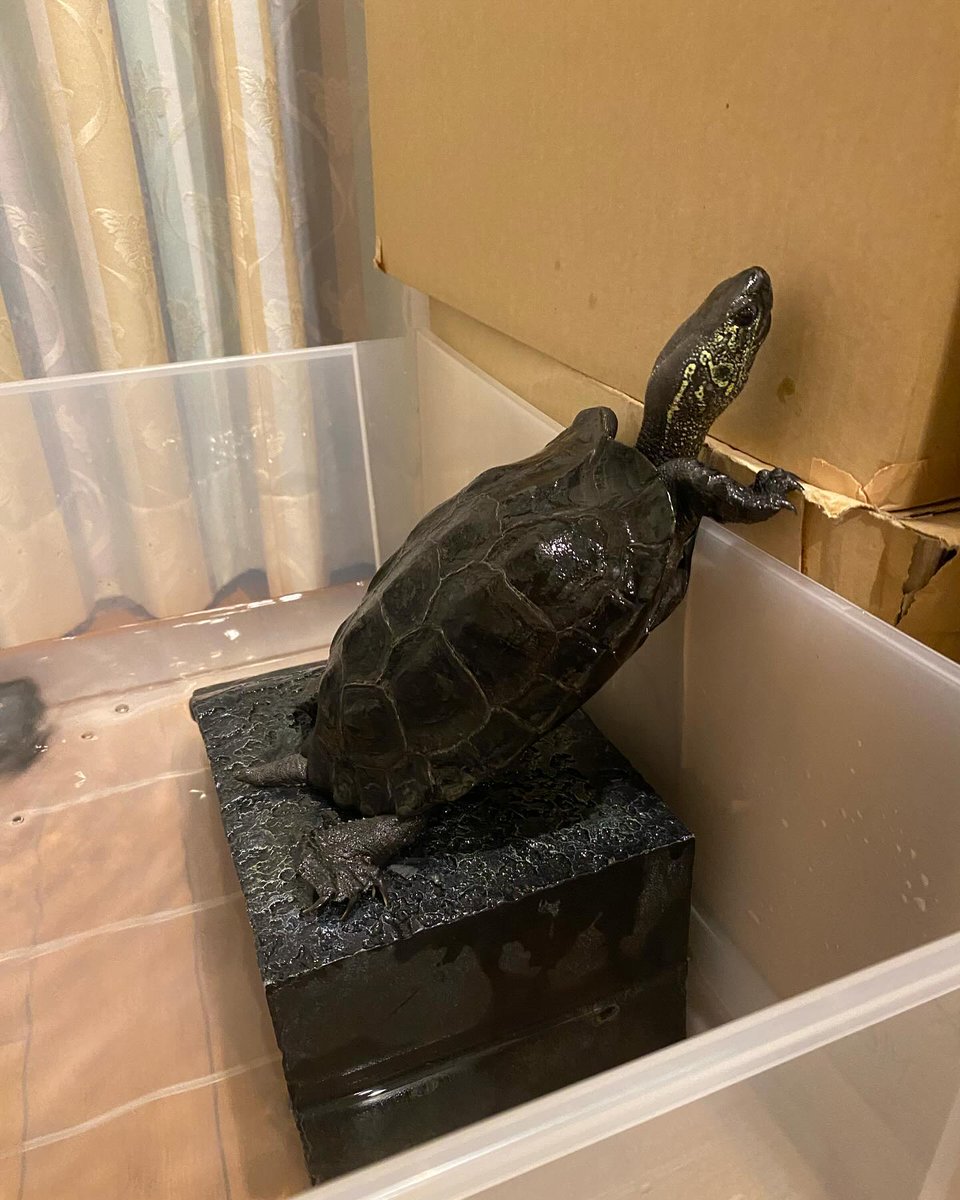 Macraprus's tweet photo. 枚目の2枚目は別の日に撮った写真ですが脱走しようしていた時のビフォーアフター😅
亀吉はなんでいつも脱走したがるのでしょうか…⁉️

#クサガメ #クサガメのいる暮らし #亀 #カメスタグラム #脱走 #tortoise #turtle #reevesturtle https://t.co/xOaiY1eISg