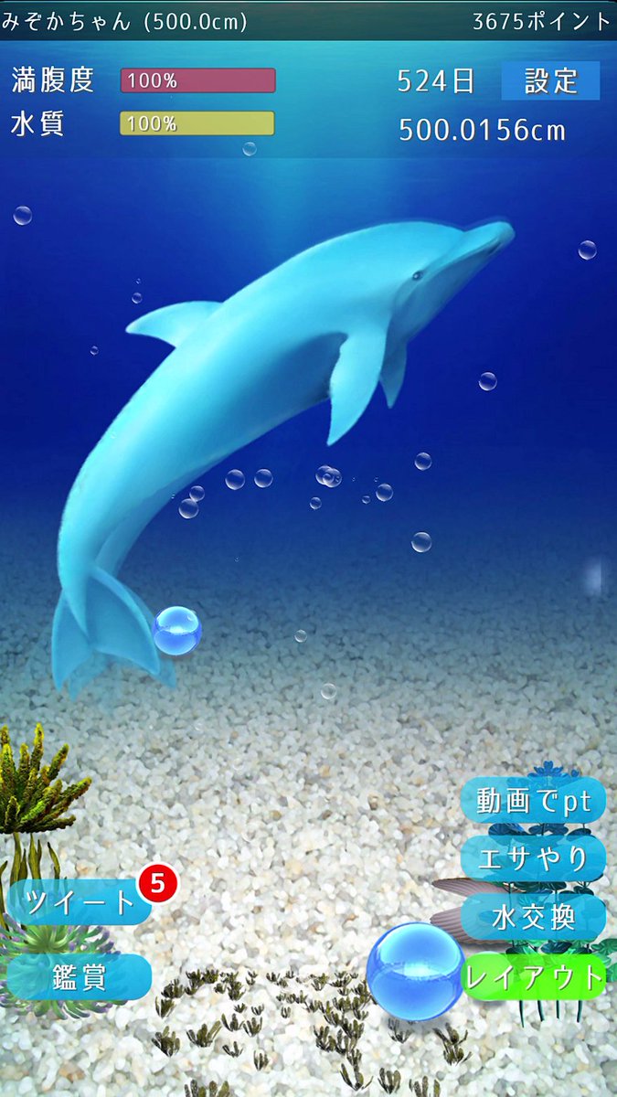 ㊗500㎝‼ イルカ育成ゲームをはじめて524日目 「うちのみぞかちゃん