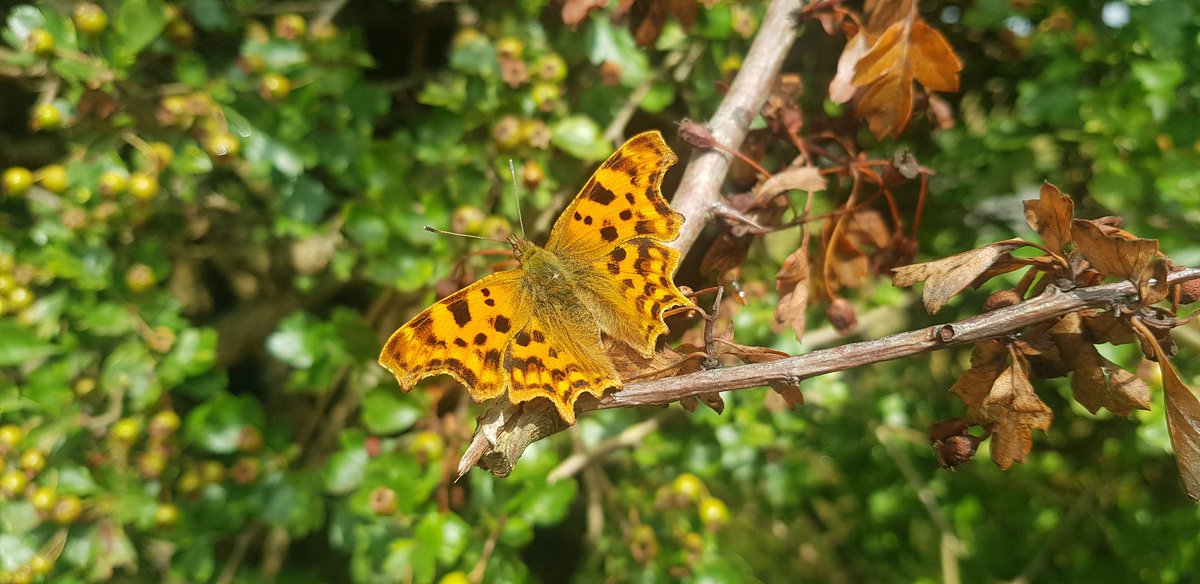 Lovely to see a comma butterfly sunning itself on the hawthorn hedge. #BritishButterfly #NatureFriendlyGardening