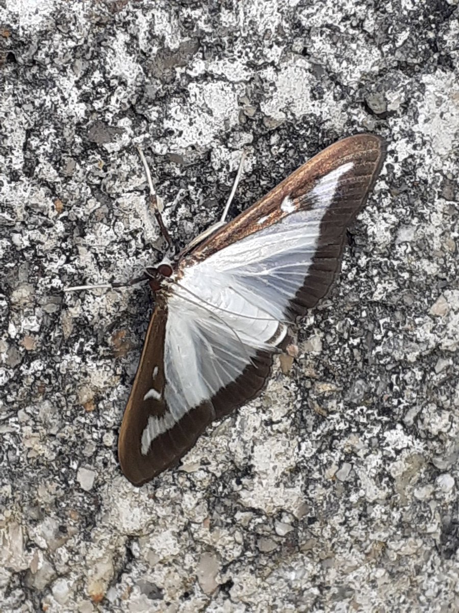 KevinOram6's tweet photo. @billcoulson3 Morning Bill, I have them nesting in a plant pot in my garden, I also had a box tree moth this morning. https://t.co/Zt4rlvor0S