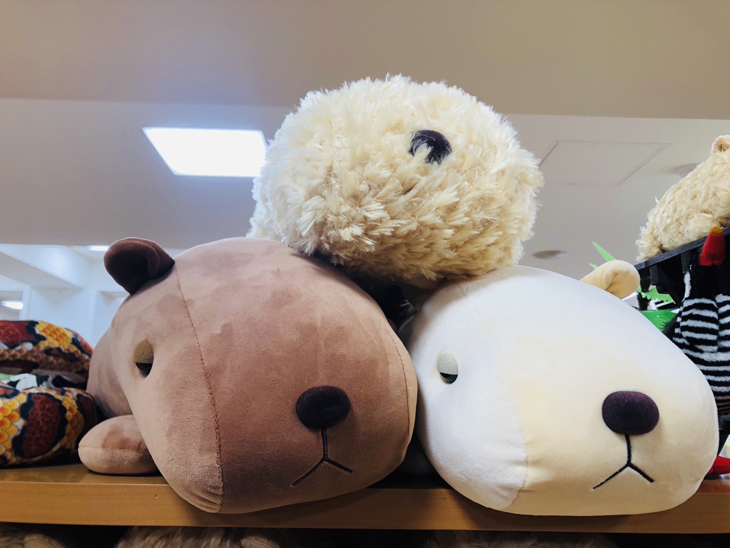 ぬいぐるみ　カピバラ　大サイズ　美らヤシパークオキナワ　東南植物楽園 ぬいぐるみ カピバラ 大サイズ 美らヤシパークオキナワ 東南植物楽園
