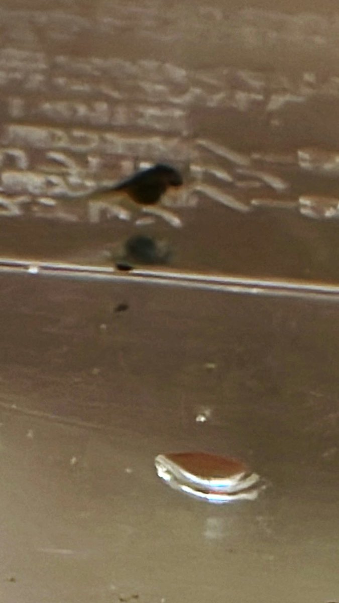 今日はお客様からおたまじゃくしをいただきました！ちっちゃくてかわいー😍✨
カエルになるまで頑張ります✨

#おたまじゃくし
#カエル
#生き物沢山