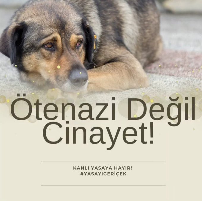 ftmaulu's tweet photo. Başka derdimiz yokmuş gibi masum canların canı mevzu bahis bugün lütfen kimse bu kötülüğe sessiz kalmasın . Sokağımızı paylaştığımız masum canlar insanların bencilliğinin kurbanı olamaz!!!#YasaGeçirilemez https://t.co/8q0cezPN76