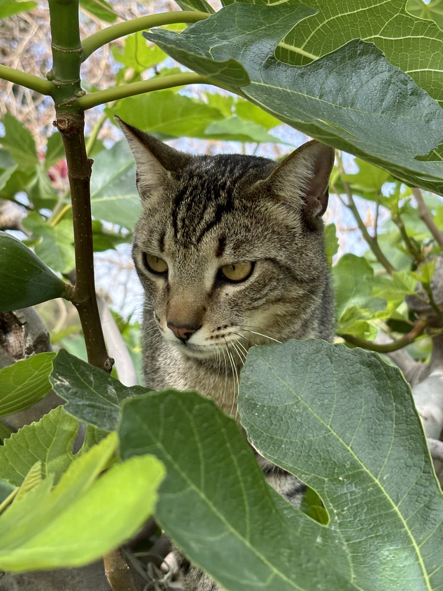 Un gato común, atigrado, de los que no compras, de los que adoptas. Así lo hicimos hace dos años. Ahora se nos ha perdido y es muy importante para mi familia. Lleva chip, está esterilizado. perdido zona de Fortuna.