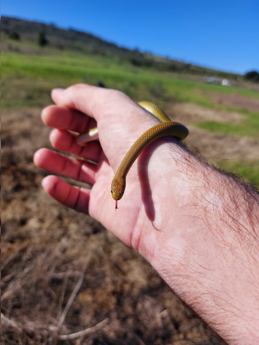 RangerDaveZA's tweet photo. How I handle snakes vs. How I handle spiders...
And yes, I know I'm being silly.

Aurora house snake and a baboon spider #CapeTown #snakes #spiders #naturelovers https://t.co/PoyHEyRf1s