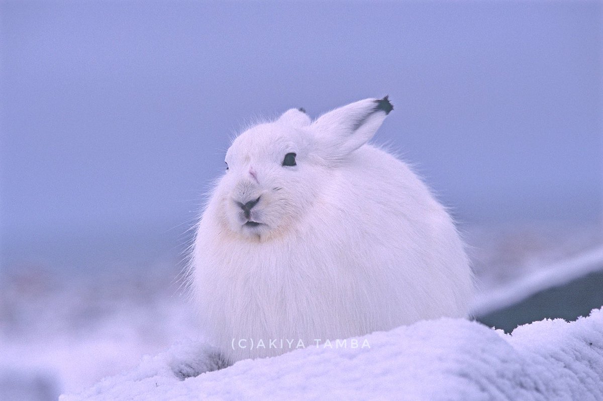 Arctic hare / Polar rabbit シロクマたちが暮らす北極圏やその周辺には、真っ白い天使のような動物たちがたくさん居る。  ホッキョクウサギもそのひとつで、雪と同じほど真っ白で完全な保護色になっている。3m先に居ても、わからないくらい。 身体は大きいけれど ..., image size:1200x798
