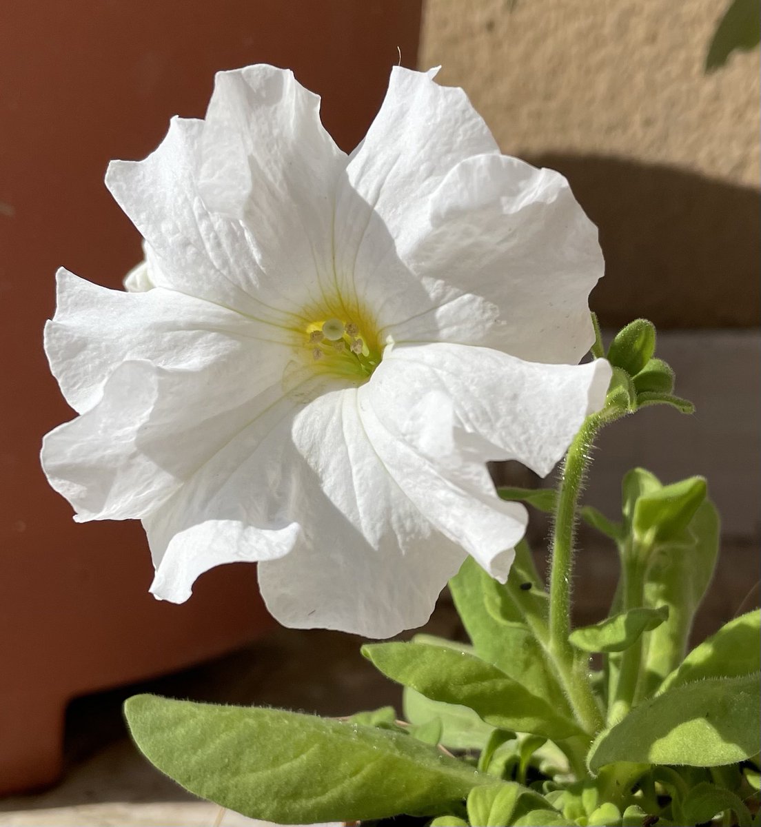 GaneshMRane's tweet photo. #Petunia #white #PetuniaWhiteFlower #FloweringPlant #Flower #Garden #Photography #Picture #Nature #PerfectClick #Shot
#ShotOfTheDay #ShotFromIphone #IphonePhotoGraphy https://t.co/DqvicBf8jw