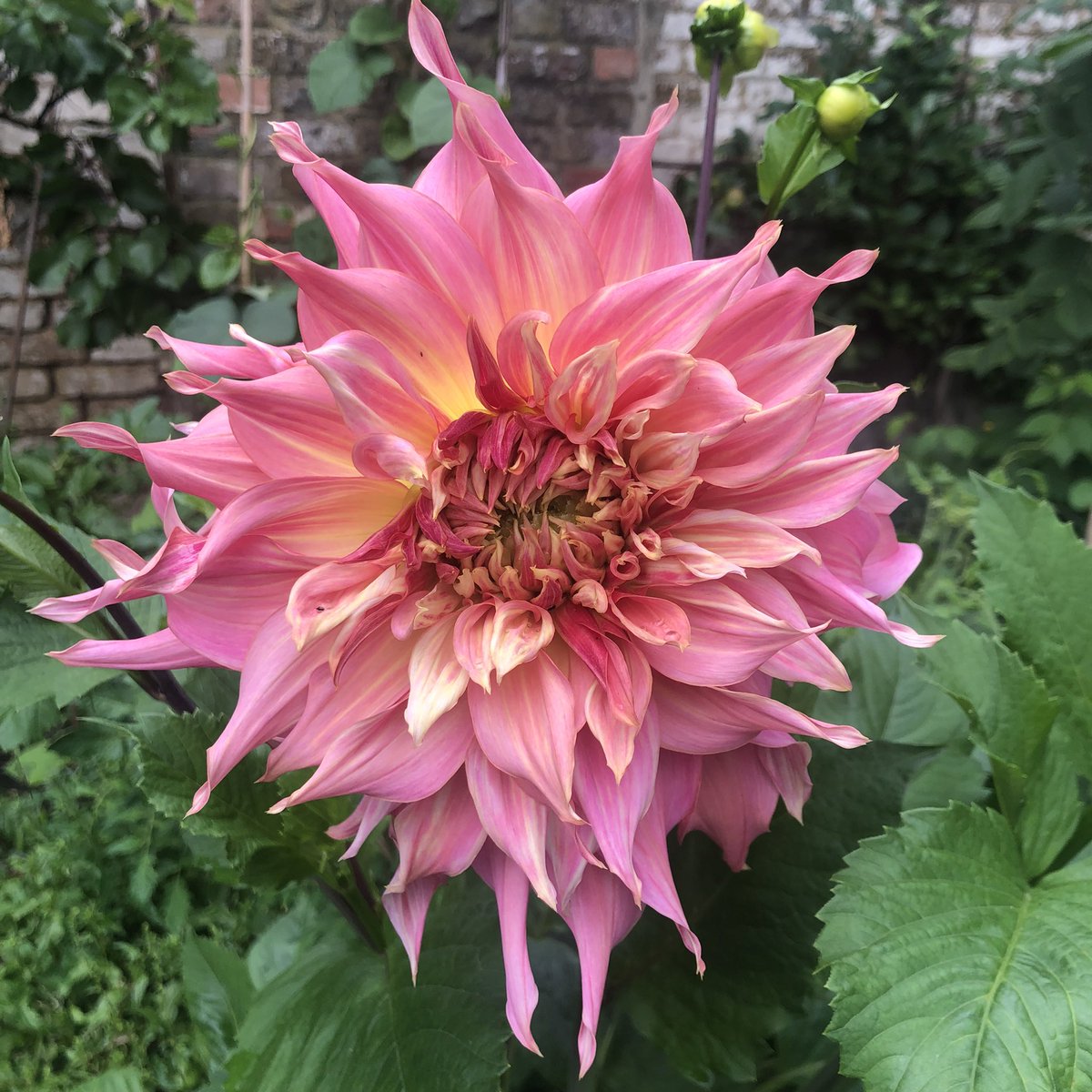 Bringing a little joy to your day with this smashing dahlia!