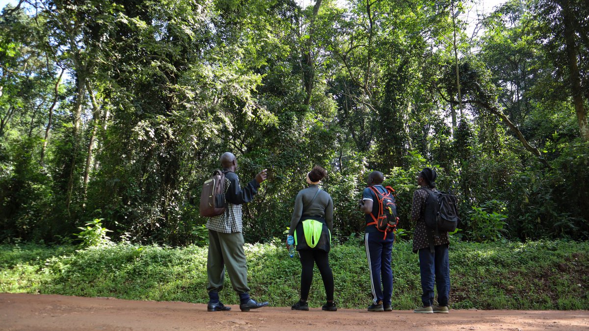 DanteOdero's tweet photo. We are preparing for another Kakamega Rainforest Tour and Hike this Saturday.

These are the three main trails we cover: 
1. Mama Mutere Trail (2.7km) - 1hr
2. Lirhanda Hill Trail - highest elevation at approx 1800 m asl (2.2km) - 50 minutes
3. River Yala Trail - 4 hours. https://t.co/Qjf5naFuJ3
