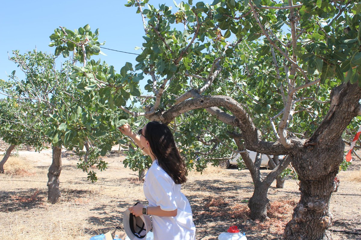 A work trip to a Greek island is always a good idea 🏝️ Fighting #aflatoxins with nature's help! Currently testing #biological control methods to reduce aflatoxins in #pistachios on Aegina island 🚜👩🏼‍🌾
