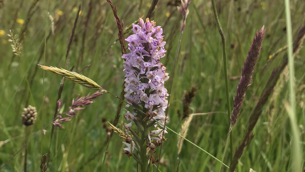 WWTCaerlaverock's tweet photo. Take a wander through our wildflower meadow with Ed in our new blog๐ https://t.co/i0rFRVkUtH
#Nature #ScottishWildlife #Wildflowers #Meadow #NewBlog #NatureBlog https://t.co/0NcqrTGAnY