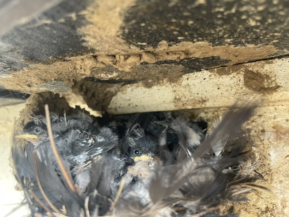 This poor little guy had fallen out of his nest this morning! All safe and sound now, back with his siblings