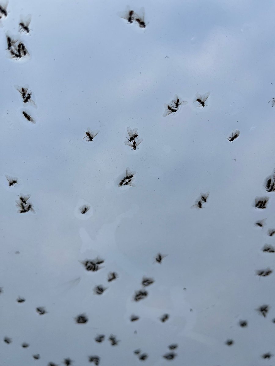 allotmentonline's tweet image. So last night we walked into our polytunnel to this! No live ones - we think flying ants, any thoughts on cause and effect?…

#pests #growingveg #growyourown