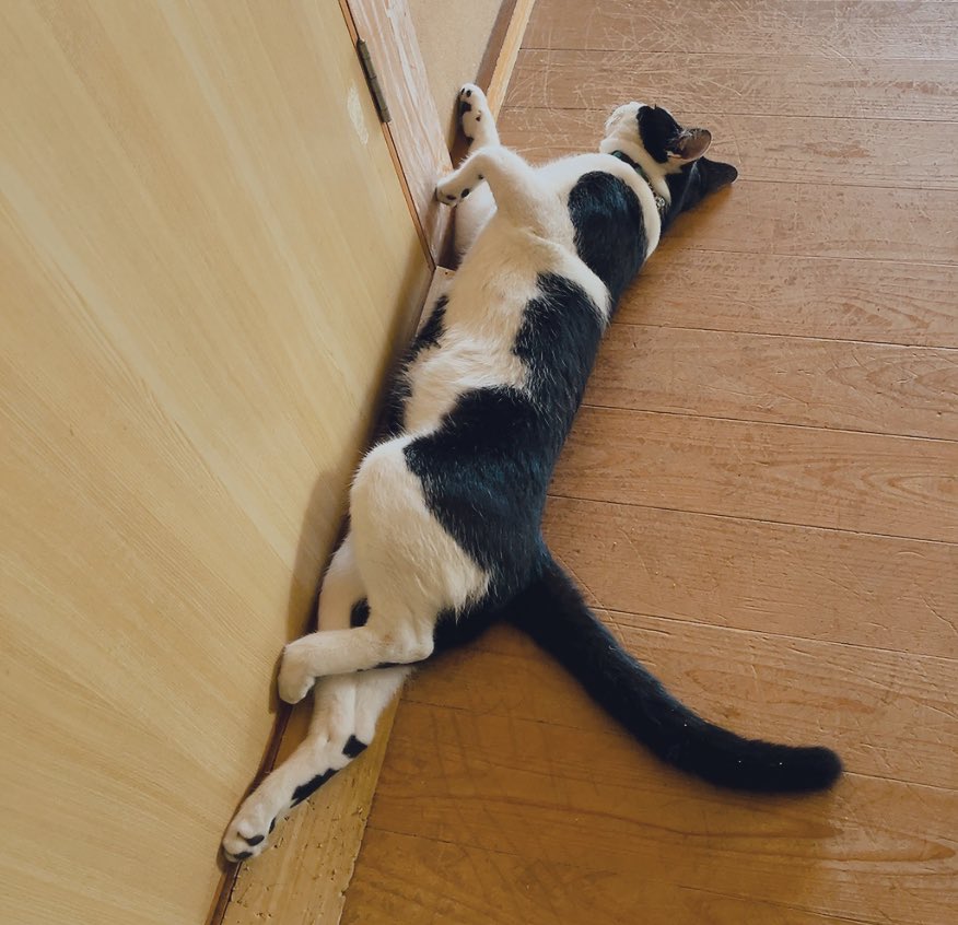 runntannw11's tweet photo. 🐈🐾「撫でてもらっていいですよ？」

 #保護猫  #保護猫と暮らす  #甘えん坊  #ねこのいる幸せ  #ねこのいる暮らし  #愛猫  #猫好きさんと繋がりたい https://t.co/OtnfBlAgnf