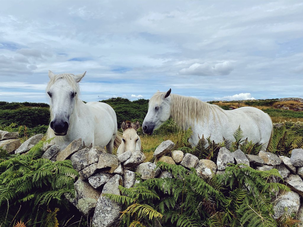 moukenainzo's tweet image. Capaillíní Chonamara le searrach.
#Conamara