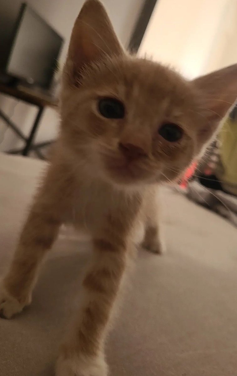 gm 🧙‍♂️🖤
-no allocation airdrops✅️
-sober✅️(6 months shitcoin-free)
-tapping stupid games on tg✅️
-new ground type pokemon✅️
-coding backend &amp; shit✅️