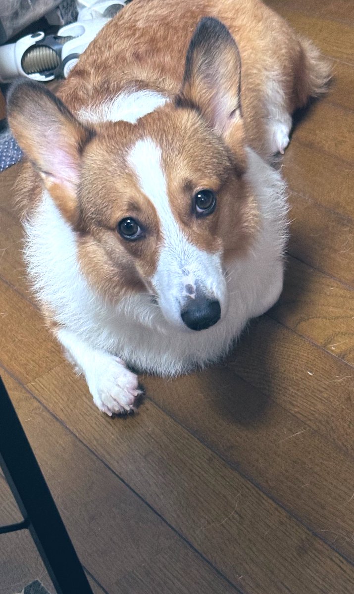 さっきお風呂に入れられたの(*/ω＼*)

#コーギー #Corgi  #コーギーのいる暮らし #子犬 #お友達募集中 #LGBTQ
 #LGBTQ #LGBTQさんと繋がりたい  #セクマイさんと繋がりたい  #大人のセクマイさんと繋がりたい