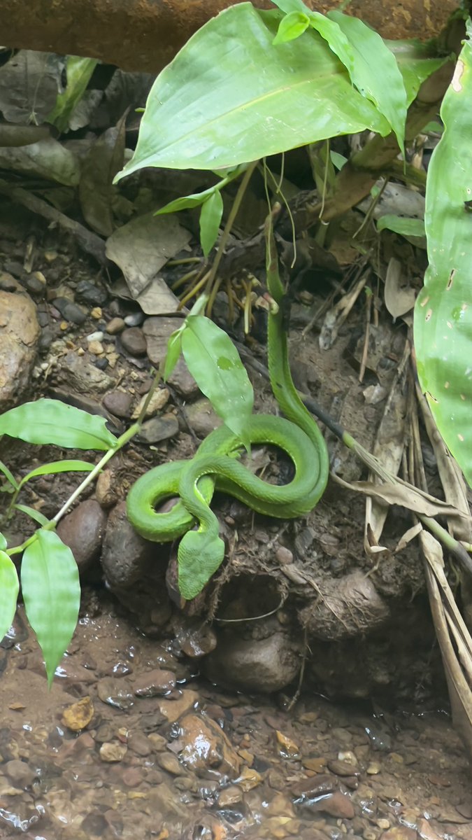 nafu77's tweet photo. 雨林里的小🐍 https://t.co/bVYNV3gLsD