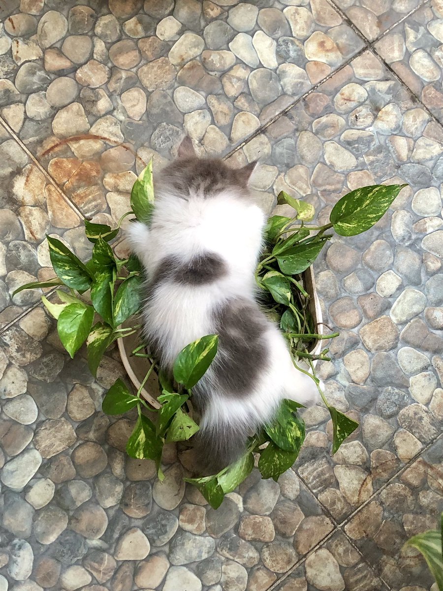 ohbeautyyy's tweet photo. otw kena omel nyokap "ini tanaman mamah kenapa rusak?" 😭😭😭 https://t.co/C0lAua2DMU