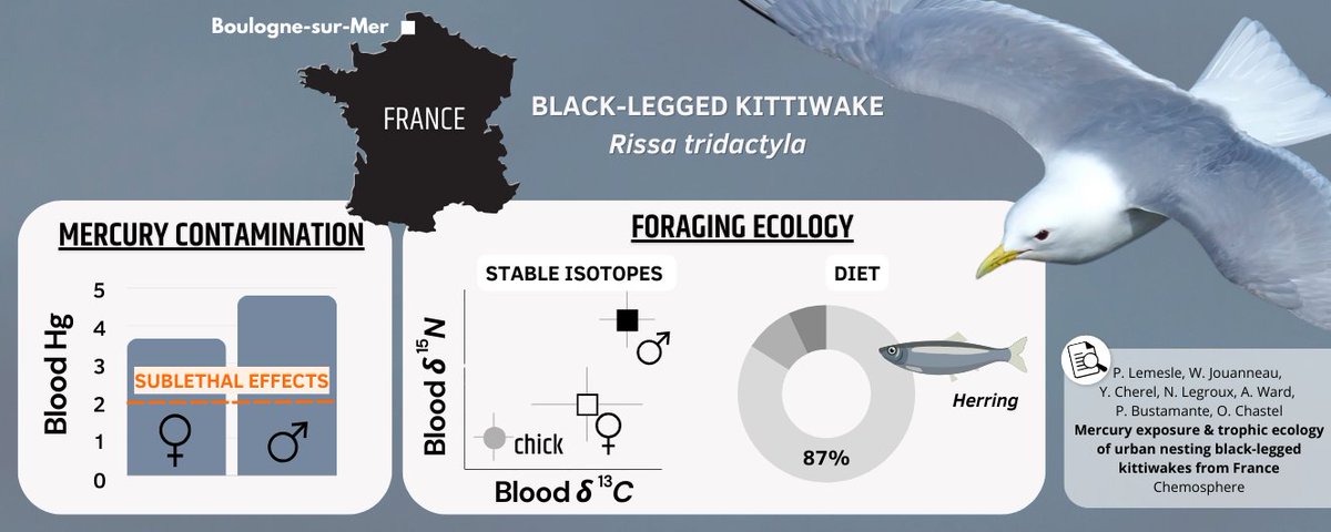 Prescillia Lemesle (@presc_lemesle) on Twitter photo Really pleased to share my 1st author article on the only 🇫🇷 urban colony of black-legged kittiwakes 🎉
🔎 First report of #Hg concentrations in this species at the southern limit of its Atlantic range.
doi.org/10.1016/j.chem…
<a href="/Ecophy_CEBC/">Ecophy</a> <a href="/CEBC_ChizeLab/">CEBC/ChizéLab</a> <a href="/LIENSsCNRSULR/">UMR LIENSs</a> & GON Really pleased to share my 1st author article on the only 🇫🇷 urban colony of black-legged kittiwakes 🎉
🔎 First report of #Hg concentrations in this species at the southern limit of its Atlantic range.
doi.org/10.1016/j.chem…
<a href="/Ecophy_CEBC/">Ecophy</a> <a href="/CEBC_ChizeLab/">CEBC/ChizéLab</a> <a href="/LIENSsCNRSULR/">UMR LIENSs</a> & GON
