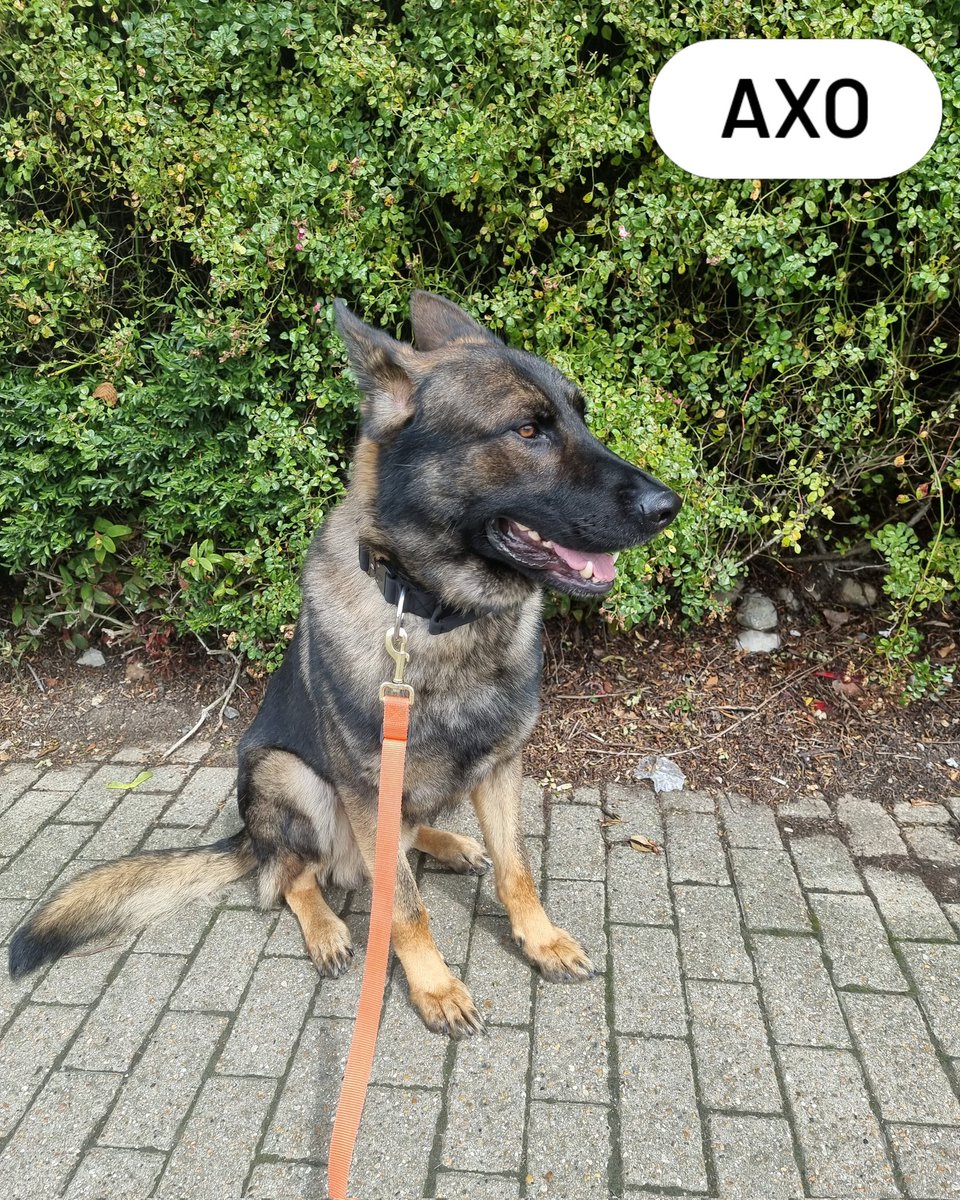 #pettransport Hull to Stockholm Sweden 🇸🇪 beauty dog Axo